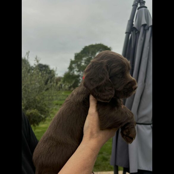 Cocker Spaniel (Working &amp; Show) - Bitches