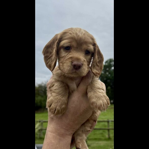 Cocker Spaniel (Working &amp; Show) - Bitches
