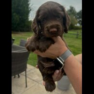 Cocker Spaniel (Working &amp; Show) - Bitches