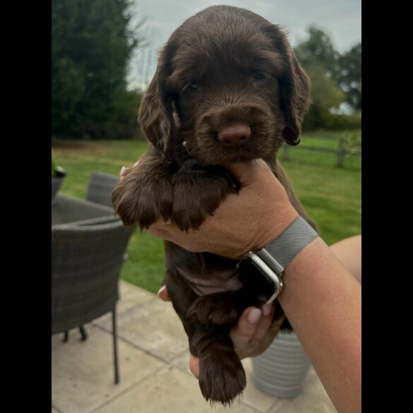 Cocker Spaniel (Working &amp; Show) - Bitches
