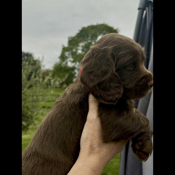 Cocker Spaniel (Working &amp; Show) - Bitches