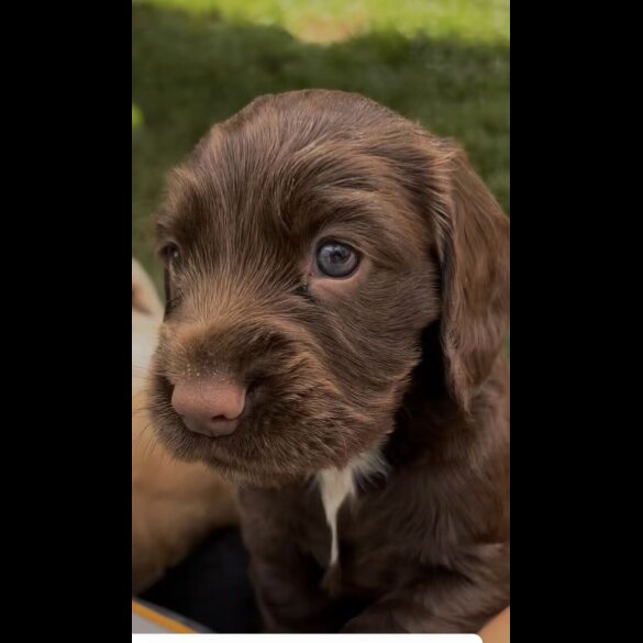 Cocker Spaniel (Working &amp; Show) - Bitches