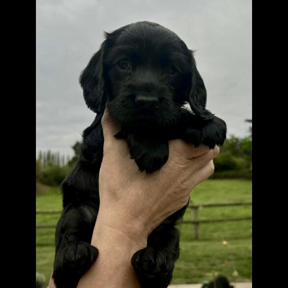 Cocker Spaniel (Working &amp; Show) - Bitches