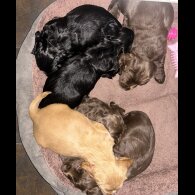 Cocker Spaniel (Working &amp; Show) - Bitches