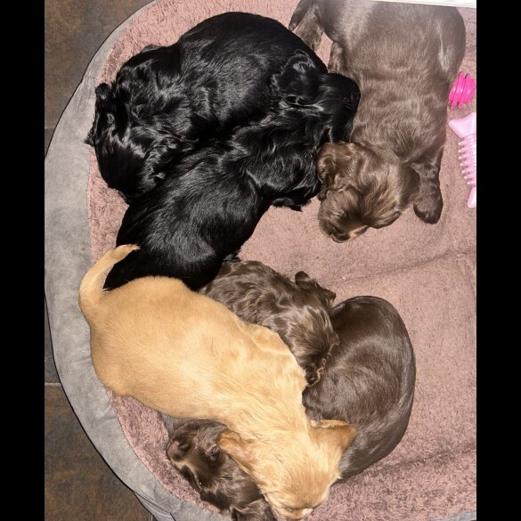 Cocker Spaniel (Working &amp; Show) - Bitches