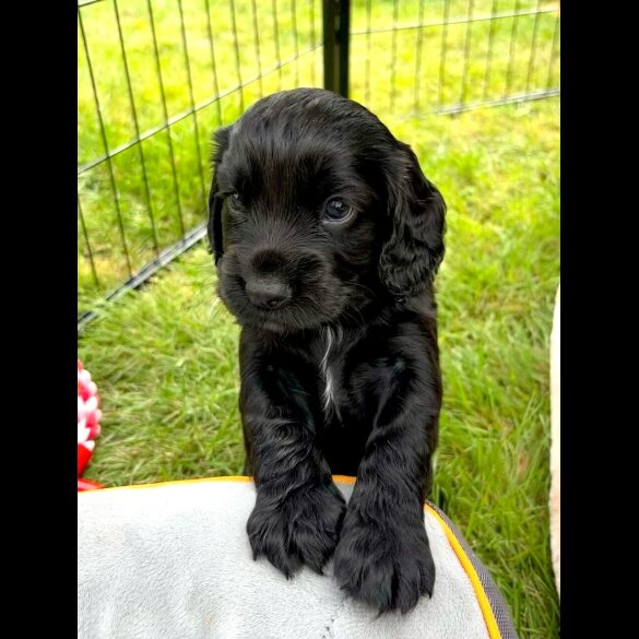 Cocker Spaniel (Working &amp; Show) - Bitches