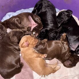Cocker Spaniel (Working &amp; Show) - Bitches