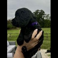 Cocker Spaniel (Working &amp; Show) - Bitches