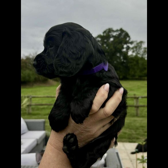 Cocker Spaniel (Working &amp; Show) - Bitches