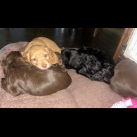 Cocker Spaniel (Working &amp; Show) - Bitches