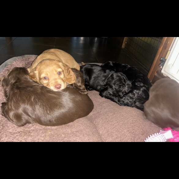 Cocker Spaniel (Working &amp; Show) - Bitches
