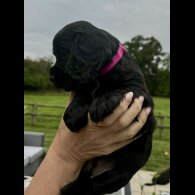 Cocker Spaniel (Working &amp; Show) - Bitches