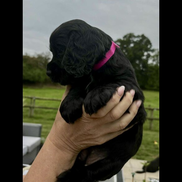 Cocker Spaniel (Working &amp; Show) - Bitches