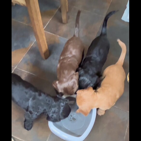 Cocker Spaniel (Working &amp; Show) - Bitches