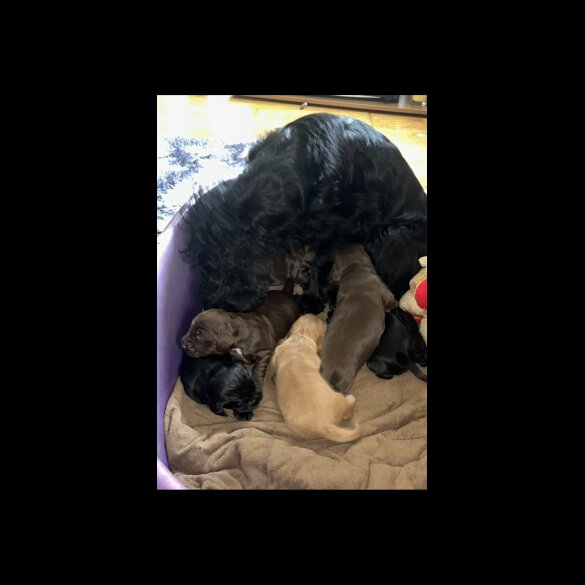 Cocker Spaniel (Working &amp; Show) - Bitches