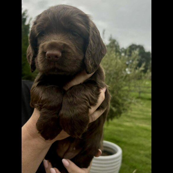Cocker Spaniel (Working &amp; Show) - Bitches