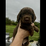 Cocker Spaniel (Working &amp; Show) - Bitches