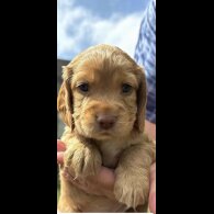 Cocker Spaniel (Working &amp; Show) - Bitches