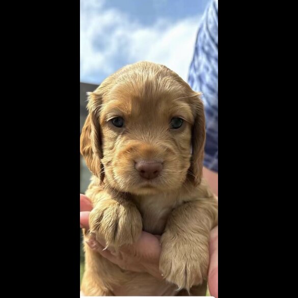 Cocker Spaniel (Working &amp; Show) - Bitches