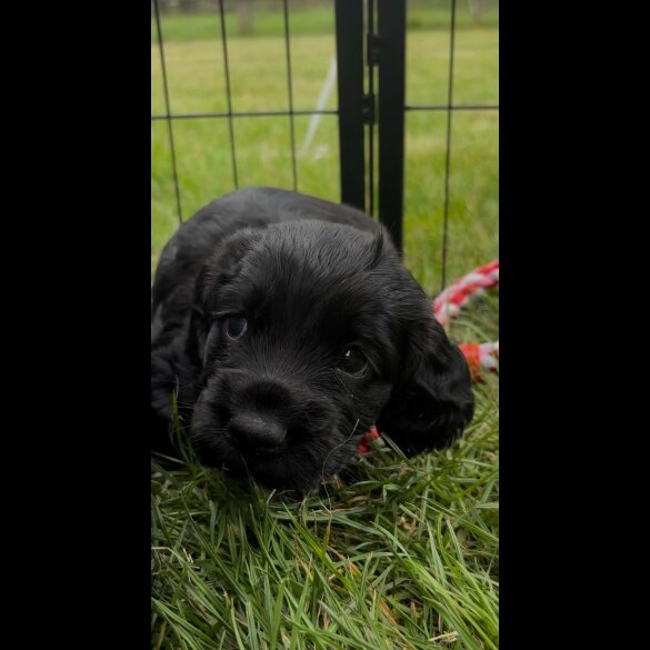 Cocker Spaniel (Working &amp; Show) - Bitches