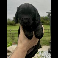 Cocker Spaniel (Working &amp; Show) - Bitches