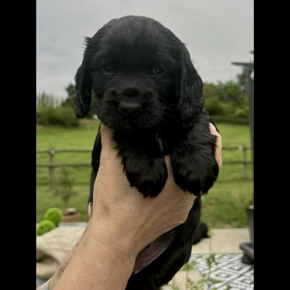 Cocker Spaniel (Working &amp; Show) - Bitches
