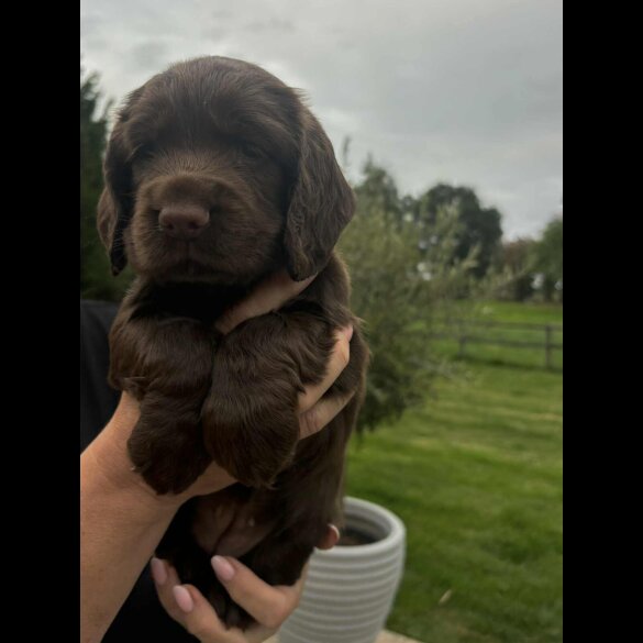 Cocker Spaniel (Working &amp; Show) - Bitches