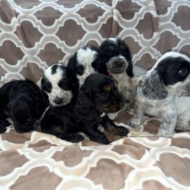 Cocker Spaniel (Working &amp; Show) - Both