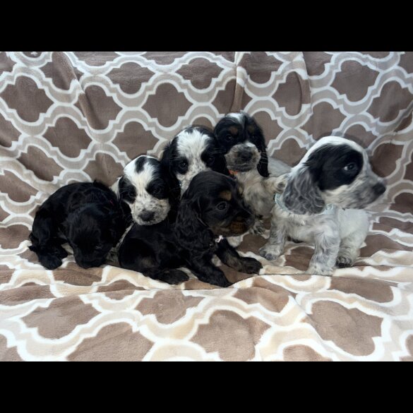 Cocker Spaniel (Working &amp; Show) - Both