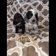Cocker Spaniel (Working &amp; Show) - Both