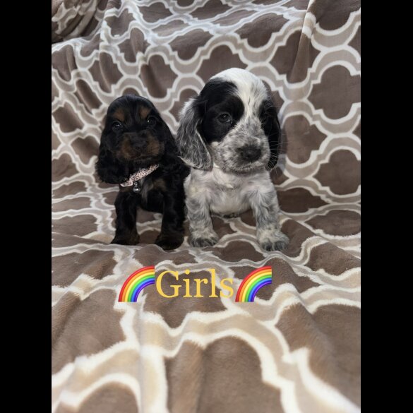 Cocker Spaniel (Working &amp; Show) - Both
