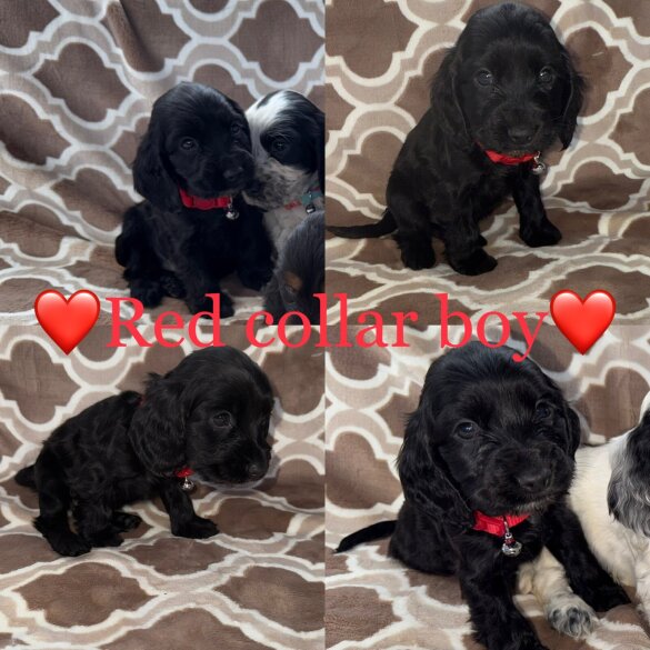 Cocker Spaniel (Working &amp; Show) - Both