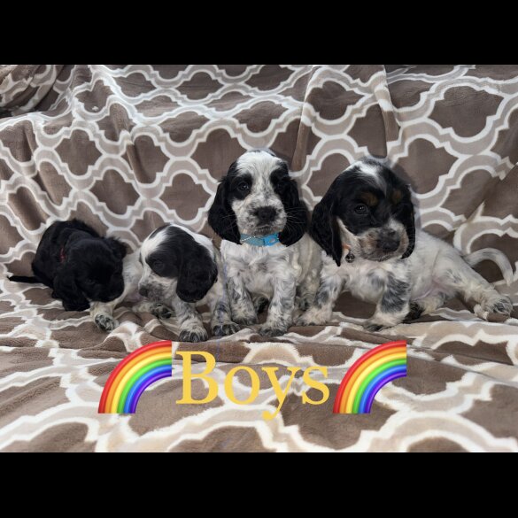 Cocker Spaniel (Working &amp; Show) - Both