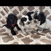 Cocker Spaniel (Working &amp; Show) - Both