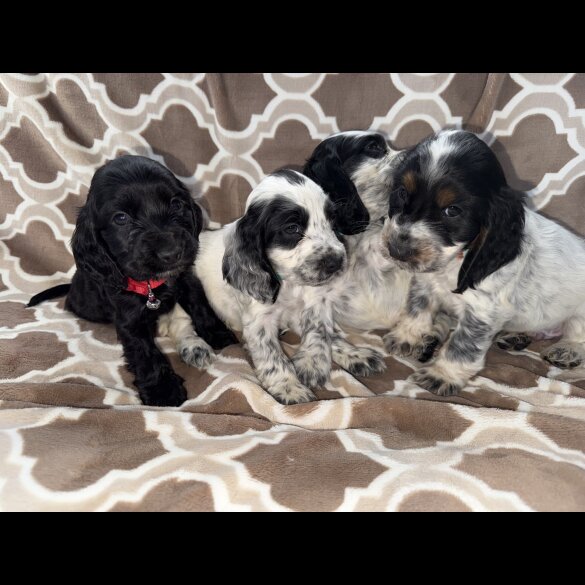 Cocker Spaniel (Working &amp; Show) - Both
