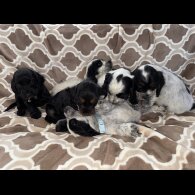 Cocker Spaniel (Working &amp; Show) - Both