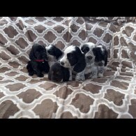 Cocker Spaniel (Working &amp; Show) - Both