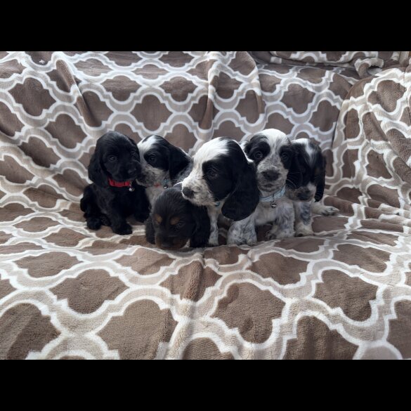 Cocker Spaniel (Working &amp; Show) - Both