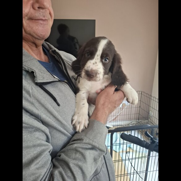 Cocker Spaniel (Working &amp; Show) - Both