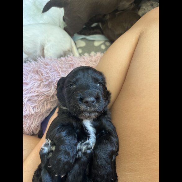 Cocker Spaniel (Working &amp; Show) - Both