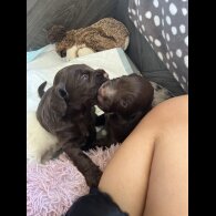 Cocker Spaniel (Working &amp; Show) - Both