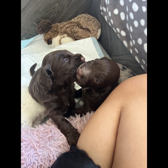 Cocker Spaniel (Working &amp; Show) - Both