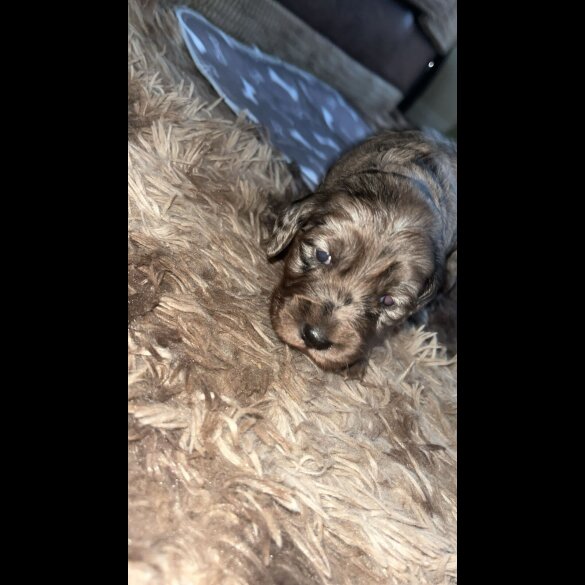Cocker Spaniel (Working &amp; Show) - Both