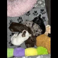 Cocker Spaniel (Working &amp; Show) - Both
