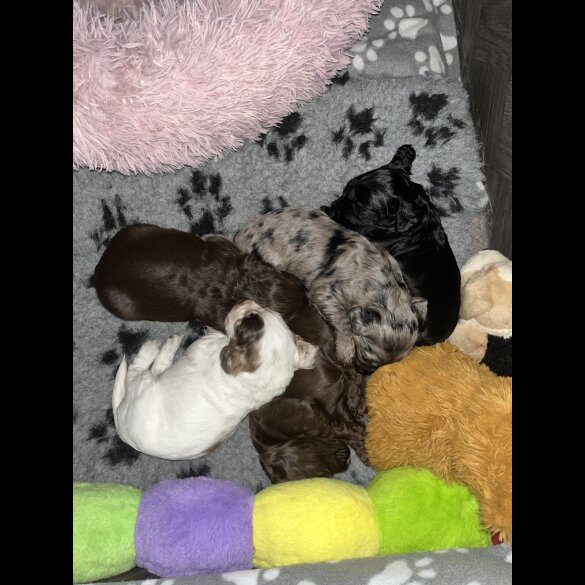 Cocker Spaniel (Working &amp; Show) - Both