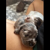 Cocker Spaniel (Working &amp; Show) - Both