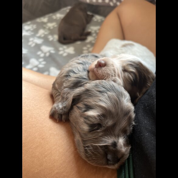 Cocker Spaniel (Working &amp; Show) - Both