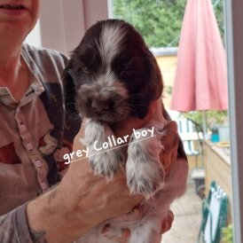 Cocker Spaniel (Working &amp; Show) - Both