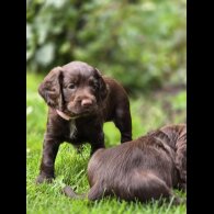 Cocker Spaniel (Working &amp; Show) - Both