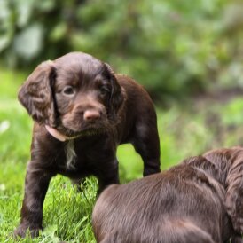 Cocker Spaniel (Working &amp; Show) - Both